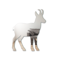 Miroir Chamois